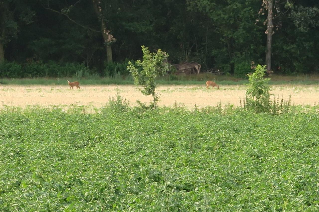 Aldoerrum Hoevelogementen Aarle-Rixtel Esterno foto